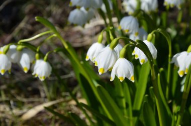 Beyaz Yaz Kar Tanesi çiçekleri (Leucojum aestivum) taç yapraklarında yeşil noktalar, taze bahar yeşili yapraklı çan şeklinde çiçekler.