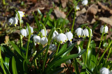 Beyaz Yaz Kar Tanesi çiçekleri (Leucojum aestivum) taç yapraklarında yeşil noktalar, taze bahar yeşili yapraklı çan şeklinde çiçekler.