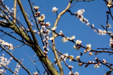 Bahçede çiçek açan bahar pastel çiçeklerine yakın çekim. Makro kiraz ağacı dalı. Çiçek açan bahar ağaçlarının dalları mavi gökyüzüne karşı, arka planda. Çiçekli kayısı ağacı..