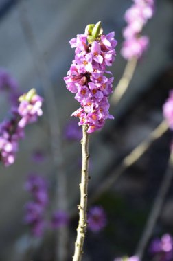 Lanet olası Daphne Mezereum. Baharda güzel mezereon çiçekleri açar. Mezereon, mezereon, Şubat Daphne, spurge laurel veya spurge zeytin (Daphne mezereum).