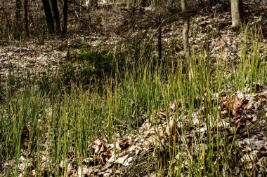 Atkuyruğu atkuyruğu (