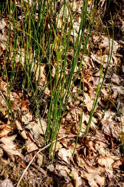 Atkuyruğu atkuyruğu (