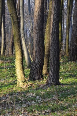 İlkbaharda, doğada güneş ışığı altında, ormanın derinliklerinde güzel beyaz şakayık çiçekleri. Bahar ormanı manzarası çiçek açan çiçeklerle kaplı. Doğayı, şakayık çiçekleri kaplayan ormanı..