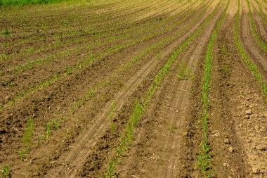 Genç mısırların yetiştiği bir tarla. Gün batımında yeşil alan. Genç mısır tarlası ilkbahar sabahı çok sığ bir tarlada..