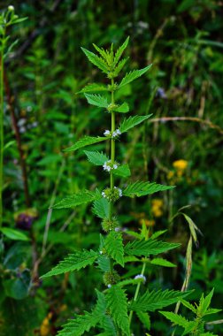 Lycopus europaeus (gipsywort; bugleweed; Avrupa bugleweed; su horehound). Galiçya 'da yetişen gipsywort, bugleweed veya su horehound bitkisi, Lycopus europaeus,