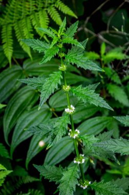 Lycopus europaeus (gipsywort; bugleweed; Avrupa bugleweed; su horehound). Galiçya 'da yetişen gipsywort, bugleweed veya su horehound bitkisi, Lycopus europaeus,