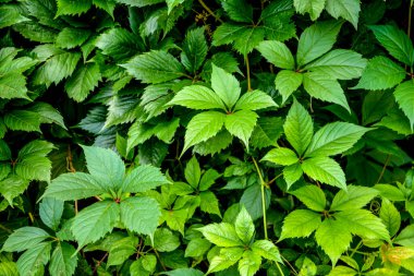 Yaban üzüm yaprakları. Yaban üzüm yapraklarından oluşan bir duvar. Yeşil üzüm yapraklarının dokusunu kapat..