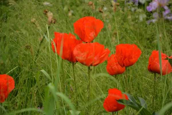 Красный Мак Зеленой Траве Сезонные Весенние Цветы Дню Победы Цветок — стоковое фото