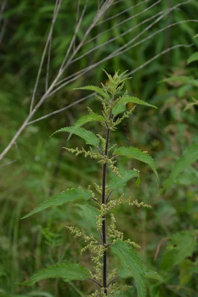 マクロ植物のイラクサの写真 ふわふわの緑の葉でイラクサ 背景植物のイラクサは地面に成長します — ストック写真