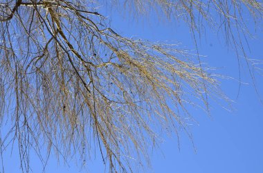Arkaplanda sarı dallarla ağlayan bir söğüt ağacının manzarası. Baharın erken saatlerinde mavi gökyüzüne karşı ağlayan söğüt tacı.