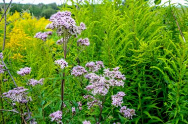Pembe Eupatorium cannabinum, çiçek içinde kenevir tarımı olarak da bilinir. Kenevir tarımının yabani pembe çiçekleri. Eupatorium cannabinum bitkisi çiçek açtı.