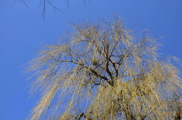 View of a spring weeping willow tree with yellow branches on a sky background.Crown of weeping willow against blue sky in early spring