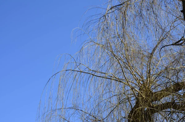 View of a spring weeping willow tree with yellow branches on a sky background.Crown of weeping willow against blue sky in early spring