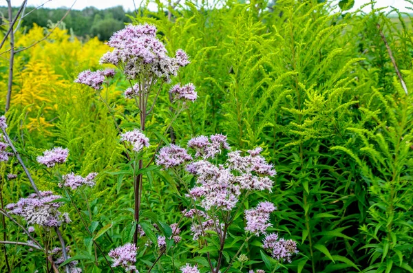 Pink Eupatorium Cannabinum Commonly Known Hemp Agrimony Flower Wild Pink — Stock Photo, Image