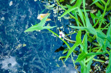 Beyaz çiçekler ve ok şeklinde ok yaprakları (Sagittaria sagittifolia). Arrowhead çiçeğinin yakın çekimi. Sagittaria sagittifolia bitkisi. Arrowhead çiçeğine yakın çekim. Yay sagittifolia bitkisi.