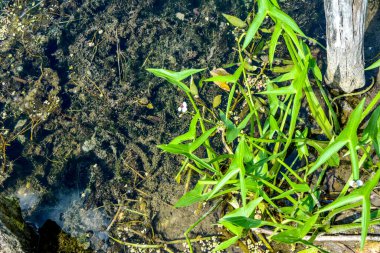 Beyaz çiçekler ve ok şeklinde ok yaprakları (Sagittaria sagittifolia). Arrowhead çiçeğinin yakın çekimi. Sagittaria sagittifolia bitkisi. Arrowhead çiçeğine yakın çekim. Yay sagittifolia bitkisi.