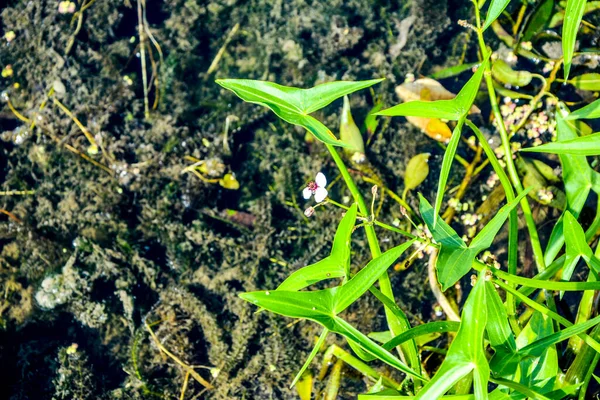 Білі Квіти Листочки Формі Стріл Arrowhead Sagittaria Sagittifolia Список Викопних — стокове фото