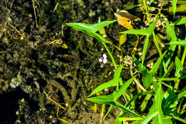 Flores Blancas Hojas Forma Flecha Punta Flecha Sagittaria Sagittifolia Primer —  Fotos de Stock