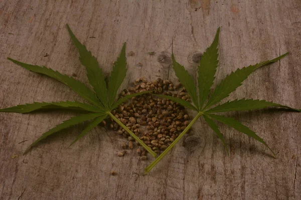 Cannabis Sativa Heap Sementes Cânhamo Com Folha Cânhamo Sementes Cannabis — Fotografia de Stock