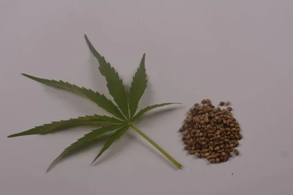 大麻の種と大麻の葉の大麻の種のヒープ大麻の種とマリファナの葉 — ストック写真