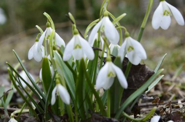 Beyaz çiçek açan kar damlası ya da orman zemininde su damlalarıyla Galanthus yatağı. Güneşli bahar günü, dolly shot, yakın çekim, tarlanın sığ derinlikleri
