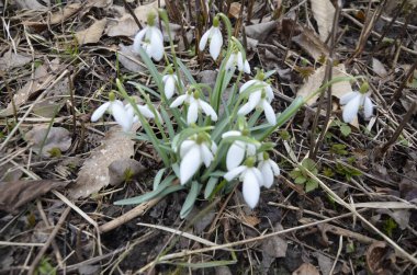 Beyaz çiçek açan kar damlası ya da orman zemininde su damlalarıyla Galanthus yatağı. Güneşli bahar günü, dolly shot, yakın çekim, tarlanın sığ derinlikleri