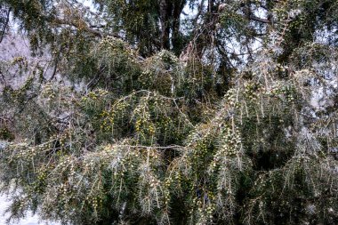 Ardıç. Juniperus Communis. Bir ardıcın dalları. Ardıç meyveleri. Yakın plan. Bahçe.