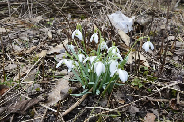 Queda Neve Flor Branca Dobrada Galanthus Plicatus Com Gotas Água — Fotografia de Stock