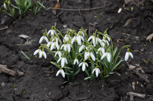 White Blooming Snowdrop Folded Galanthus Plicatus Water Drops Forest Background — Stock Photo, Image