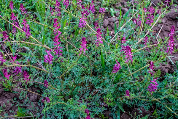 Fumaria Officinalis Comune Fumitorio Fumitorio Droga Fumo Terra Una Pianta — Foto Stock