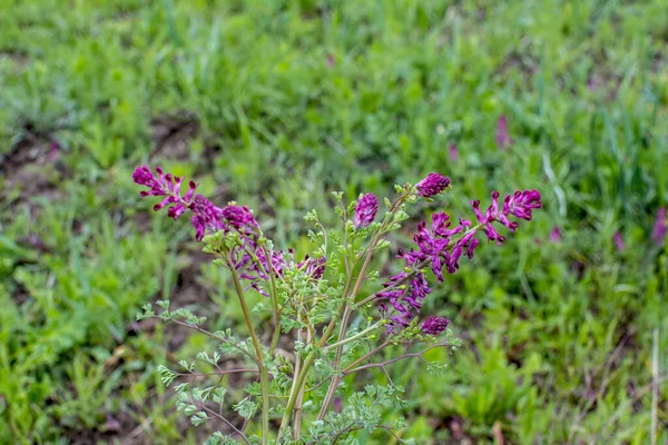 Fumaria Officinalis Common Fumitory Drug Fumitory Earth Smoke Herbaceous Annual — Stock Photo, Image