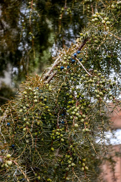 주니퍼 주니퍼 코무네 향나무의 가지들 주니퍼 열매요 클로즈업 — 스톡 사진