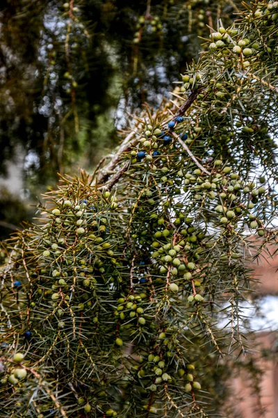 Juniper Juniperus Communis Pobočky Jalovce Jalovcové Bobule Detailní Záběr Zahrada — Stock fotografie