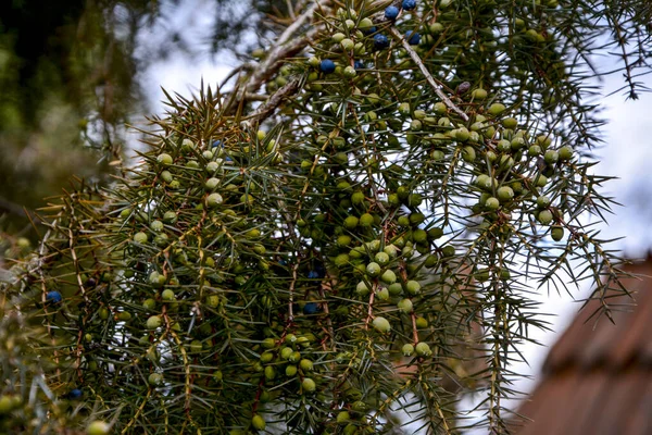 Juniper Juniperus Communis Branches Juniper Juniper Berries Close Garden — Stock Photo, Image