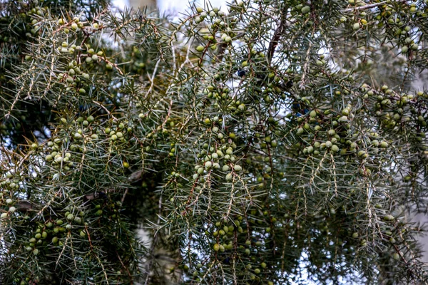 Juniper Juniperus Communis Pobočky Jalovce Jalovcové Bobule Detailní Záběr Zahrada — Stock fotografie