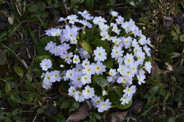 Primrose Detail Van Bloem Van Primula Vulgaris Gemeenschappelijke Primrose Engelse — Stockfoto