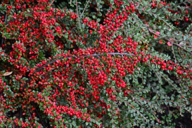 Yağmurdan sonra yeşil yapraklı, kırmızı kızılcık (Cotoneaster dammeri).