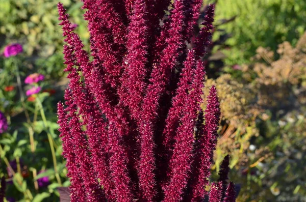 Amaranth is cultivated as leaf vegetables, cereals and ornamental plants . Amaranth seeds are rich source of proteins and amino acids.