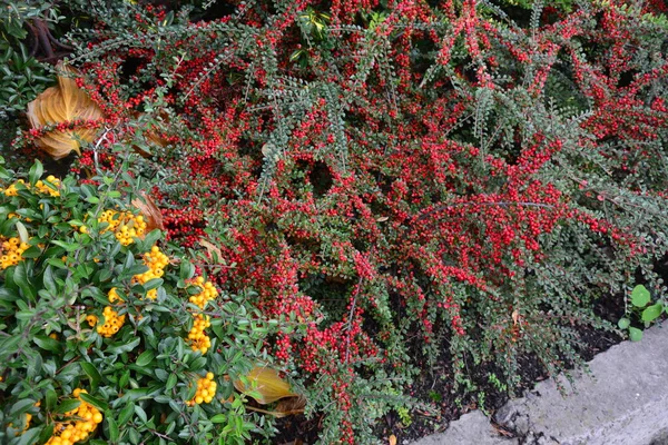 Leuchtend Rote Beeren Der Bärentraube Cotoneaster Dammeri Mit Grünen Blättern — Stockfoto