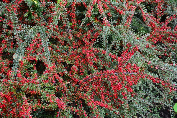 Yağmurdan Sonra Yeşil Yapraklı Kırmızı Kızılcık Cotoneaster Dammeri — Stok fotoğraf