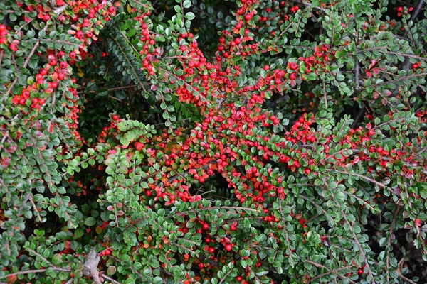 Λαμπερά Κόκκινα Μούρα Cotoneaster Cotoneaster Dammeri Πράσινα Φύλλα Μετά Βροχή — Φωτογραφία Αρχείου