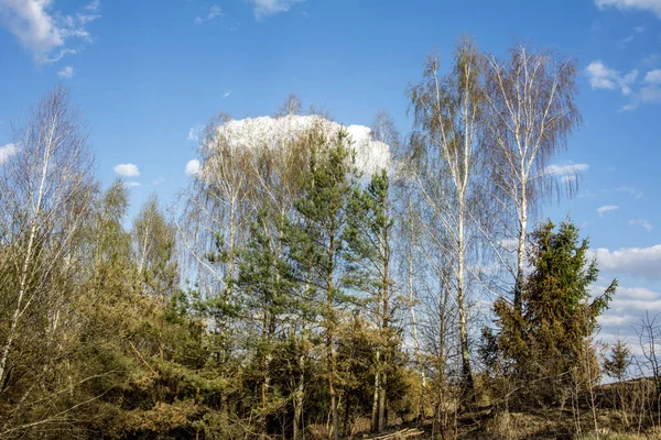 青空を背景に葉のない白樺の幹 — ストック写真