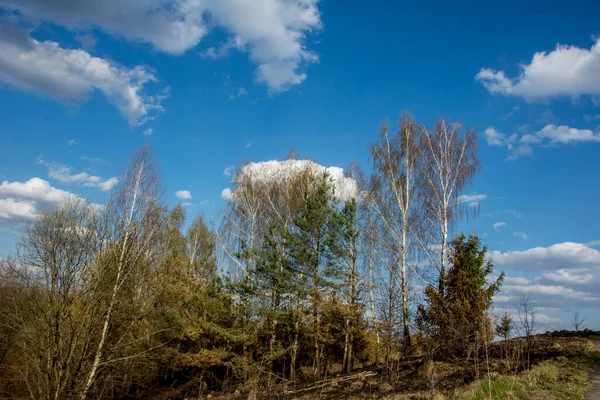 Birkenstämme Ohne Blätter Vor Einem Blauen Frühlingshimmel — Stockfoto