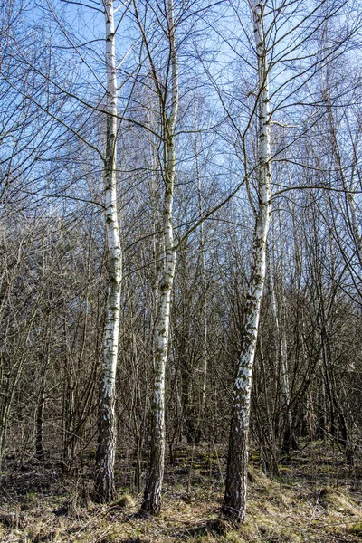 Tronchi Betulla Senza Foglie Sullo Sfondo Cielo Blu Primaverile — Foto Stock