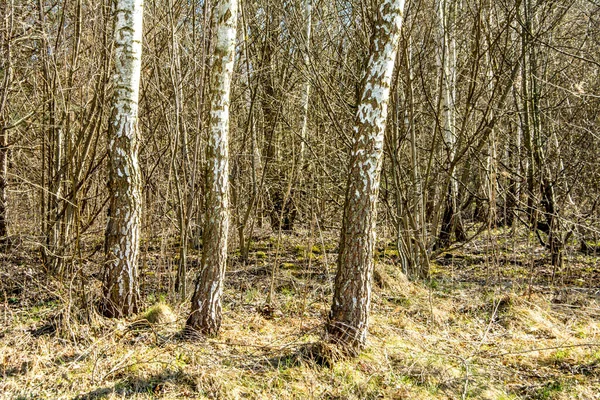 Berkenstammen Zonder Bladeren Achtergrond Van Een Blauwe Lentehemel — Stockfoto