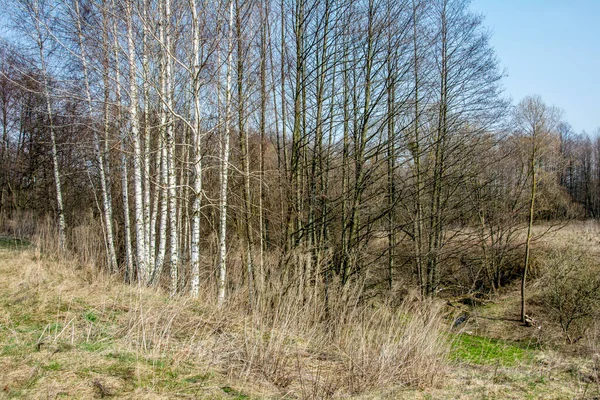 Birkenstämme Ohne Blätter Vor Einem Blauen Frühlingshimmel — Stockfoto