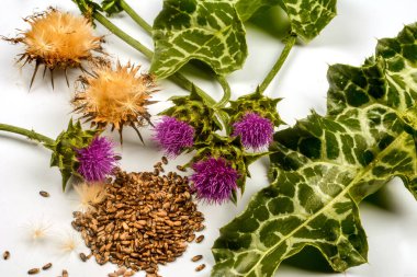 Çiçekli bir süt devedikeni tohumları (Silybum marianum, Scotch Thistle, Marian devedikeni) Beyaz arka planda yakın plan.
