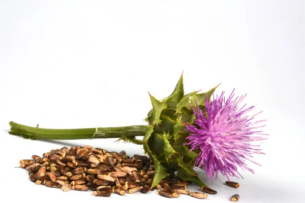 Çiçekli bir süt devedikeni tohumları (Silybum marianum, Scotch Thistle, Marian devedikeni) Beyaz arka planda yakın plan.
