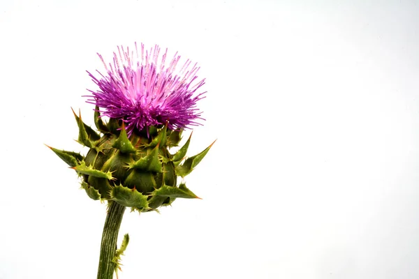 Sementes Cardo Leite Com Flores Silybum Marianum Scotch Thistle Marian — Fotografia de Stock