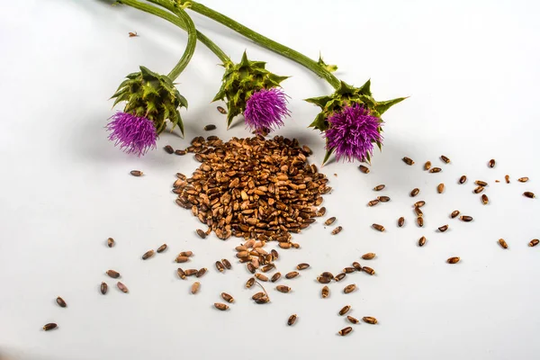 Seeds of a milk thistle with flowers (Silybum marianum, Scotch Thistle, Marian thistle ) Close-up on white background.herb milk thistle silybum marianum on white background